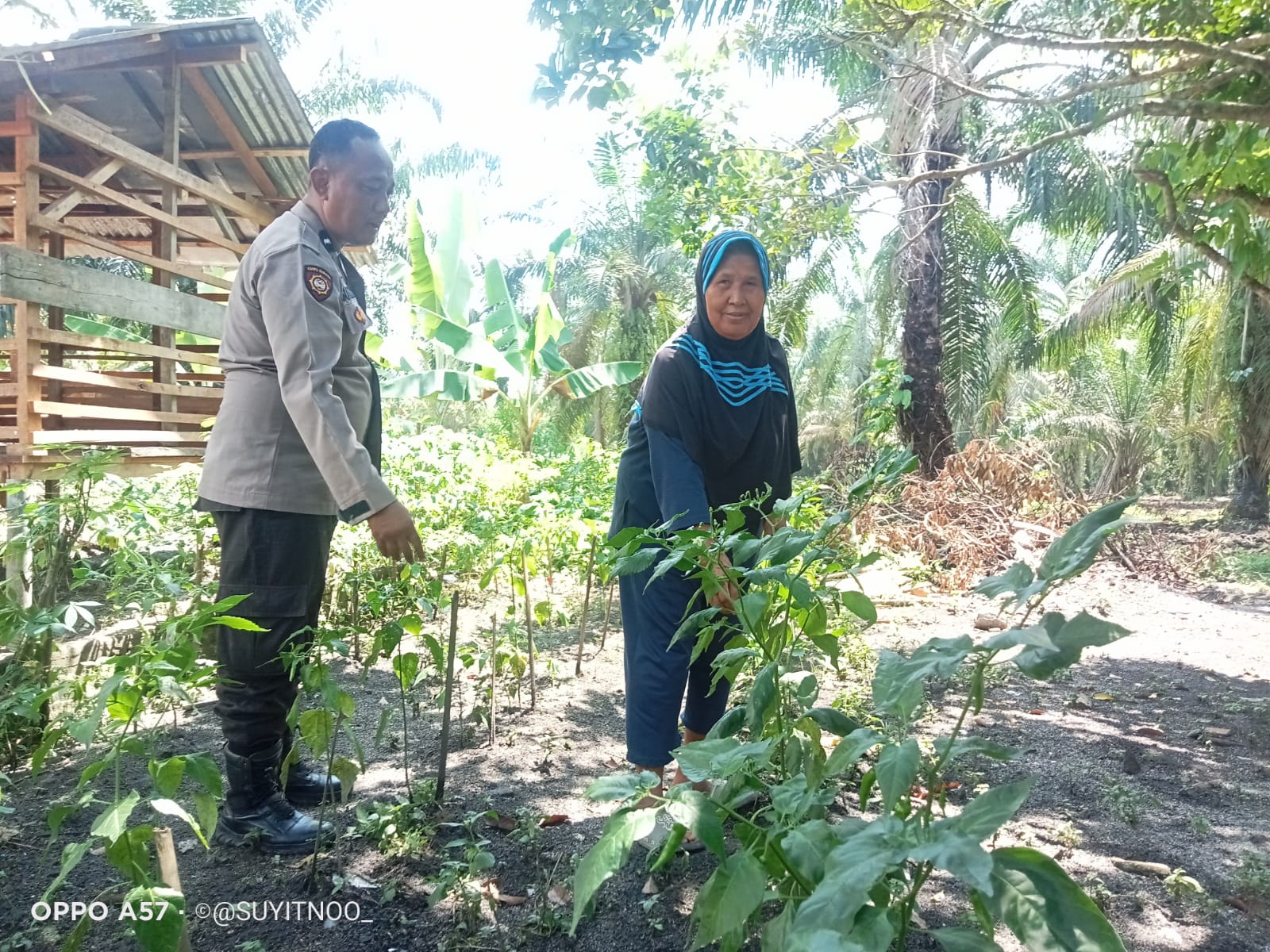 Bhabinkamtibmas Polsek Indrapura Dukung Ketahanan Pangan, Cek Lahan Pekarangan Bergizi