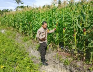 Bhabinkamtibmas Polsek Limapuluh Dukung Ketahanan Pangan di Desa Guntung