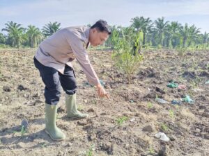 Kapolsek Indrapura Pantau Lahan Ketahanan Pangan Binaan