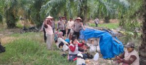 Panen Raya Jagung di Desa Bagan Baru: Dukungan Nyata untuk Ketahanan Pangan Nasional