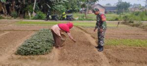 Babinsa Koramil 04/Sarolangun Bantu Petani Rawat Kangkung di Musim Kemarau