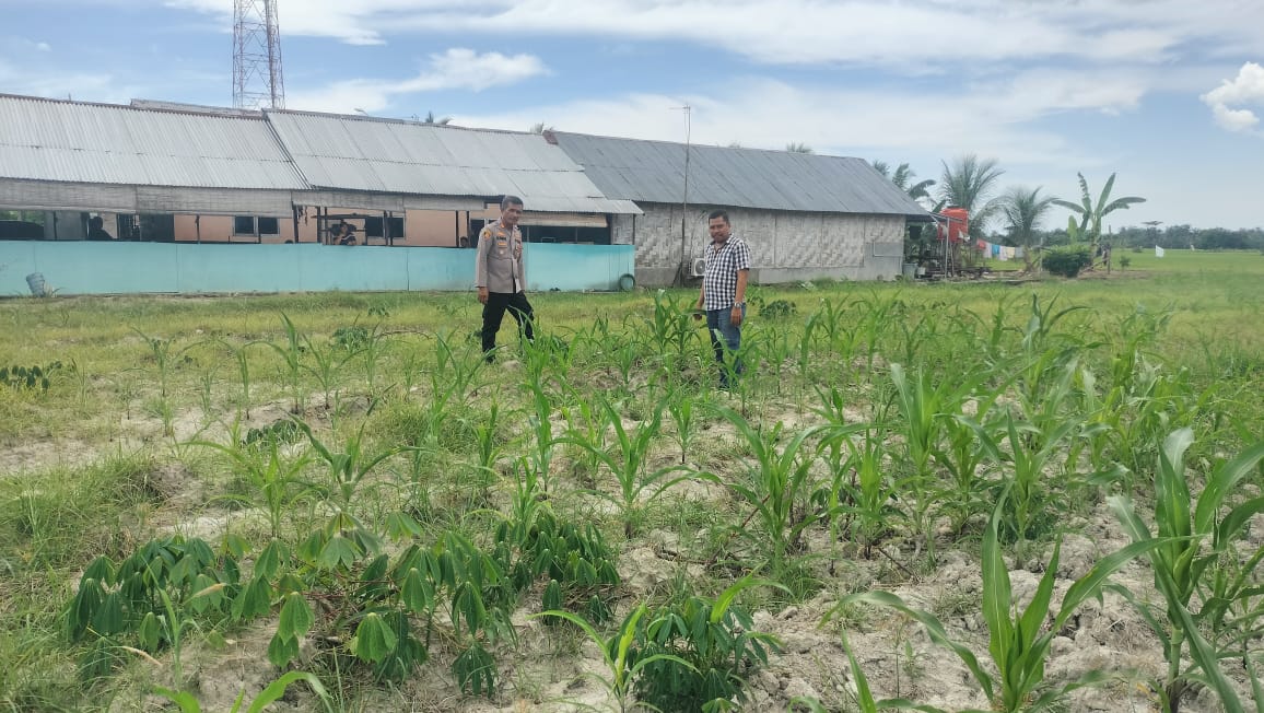 Polsek Medang Deras Dukung Ketahanan Pangan dengan Manfaatkan Lahan Pekarangan