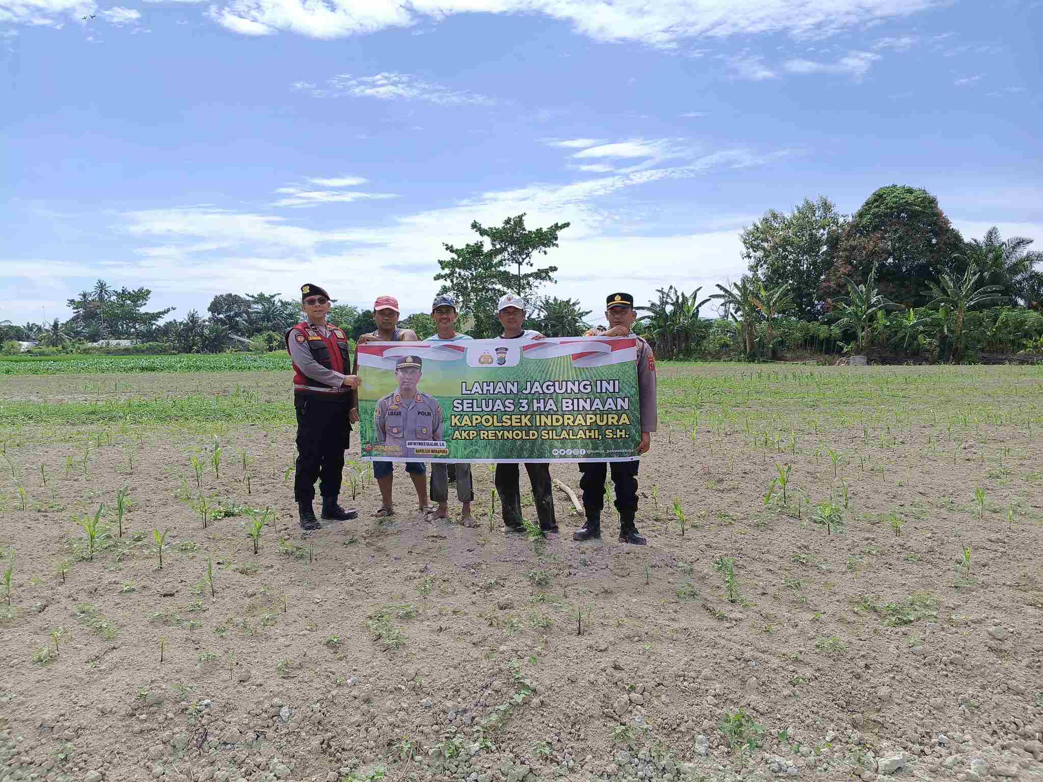 Polsek Indrapura Pantau Perawatan Lahan Jagung Binaan untuk Ketahanan Pangan