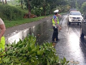 Satlantas Polres Batu Bara Sigap Evakuasi Pohon Tumbang di Dolok Pop, Arus Lalu Lintas Kembali Lancar