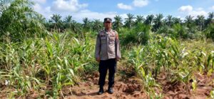 Polsek Indrapura Pantau Lahan Jagung Gagal Panen di Laut Tador