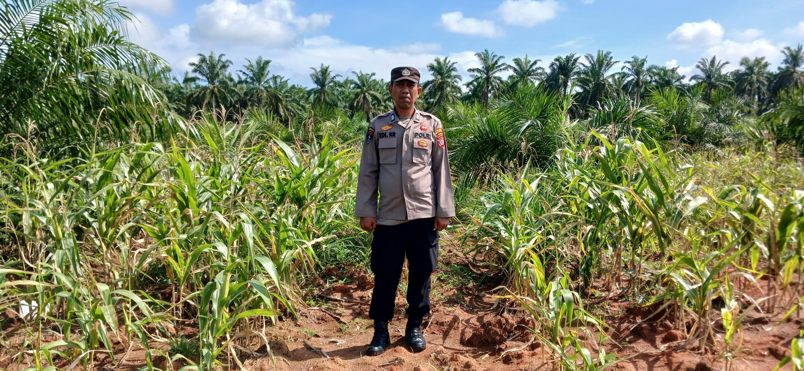 Polsek Indrapura Pantau Lahan Jagung Gagal Panen di Laut Tador