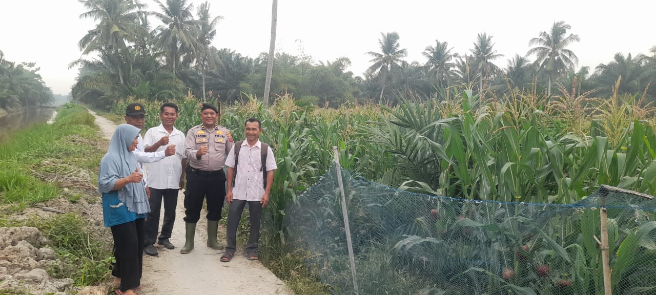Polsek Labuhan Ruku Dukung Ketahanan Pangan dengan Penanaman Jagung