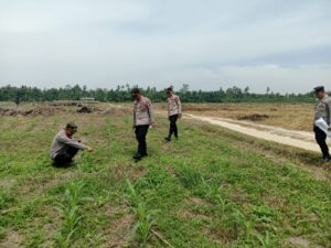 Polres Batu Bara Dukung Ketahanan Pangan, Kasat Binmas dan Kapolsek Limapuluh Cek Lahan Jagung