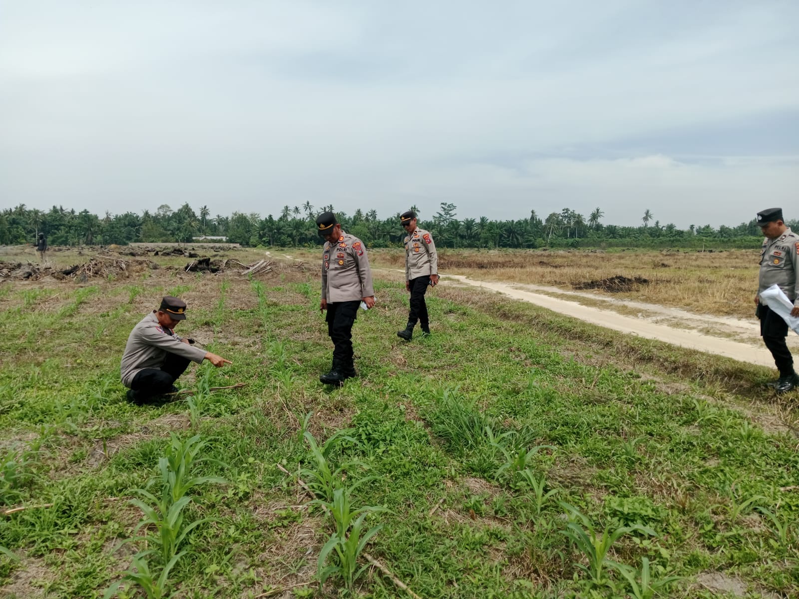 Polres Batu Bara Dukung Ketahanan Pangan, Kasat Binmas dan Kapolsek Limapuluh Cek Lahan Jagung