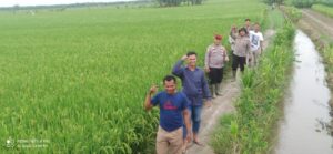 Kapolsek Labuhan Ruku Gelar Cooling System, Dukung Swasembada Pangan di Desa Sukorejo