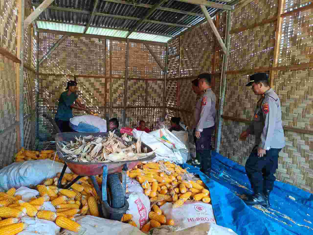 Polsek Indrapura Sukses Panen Jagung di Lahan Binaan, Dukung Ketahanan Pangan Nasional dan Kesehatan Masyarakat