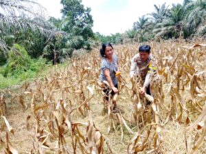Polsek Indrapura Dukung Ketahanan Pangan, Koordinasi dan Cek Lahan Pekarangan Warga