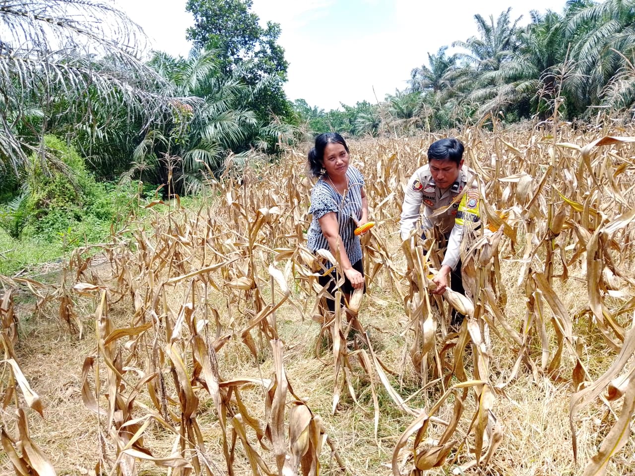 Polsek Indrapura Dukung Ketahanan Pangan, Koordinasi dan Cek Lahan Pekarangan Warga