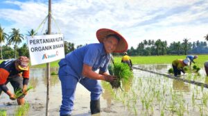 PT Inalum Dukung Pertanian Berkelanjutan Lewat Penerapan Metode Tani Nusantara di Kuala Tanjung