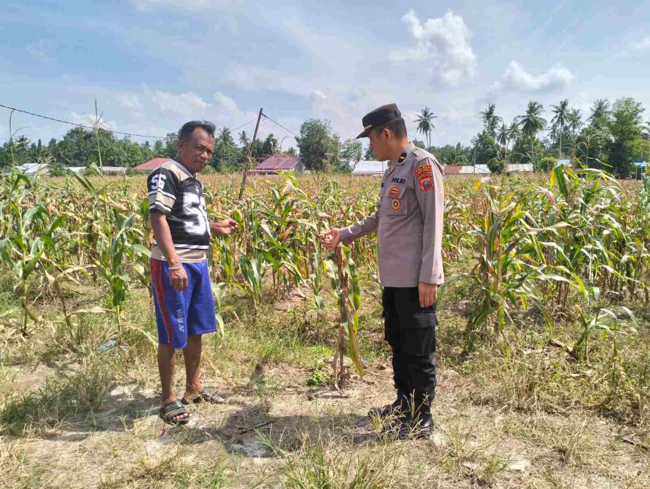 Polsek Lima Puluh Tinjau Program Ketahanan Pangan dengan Penanaman Jagung