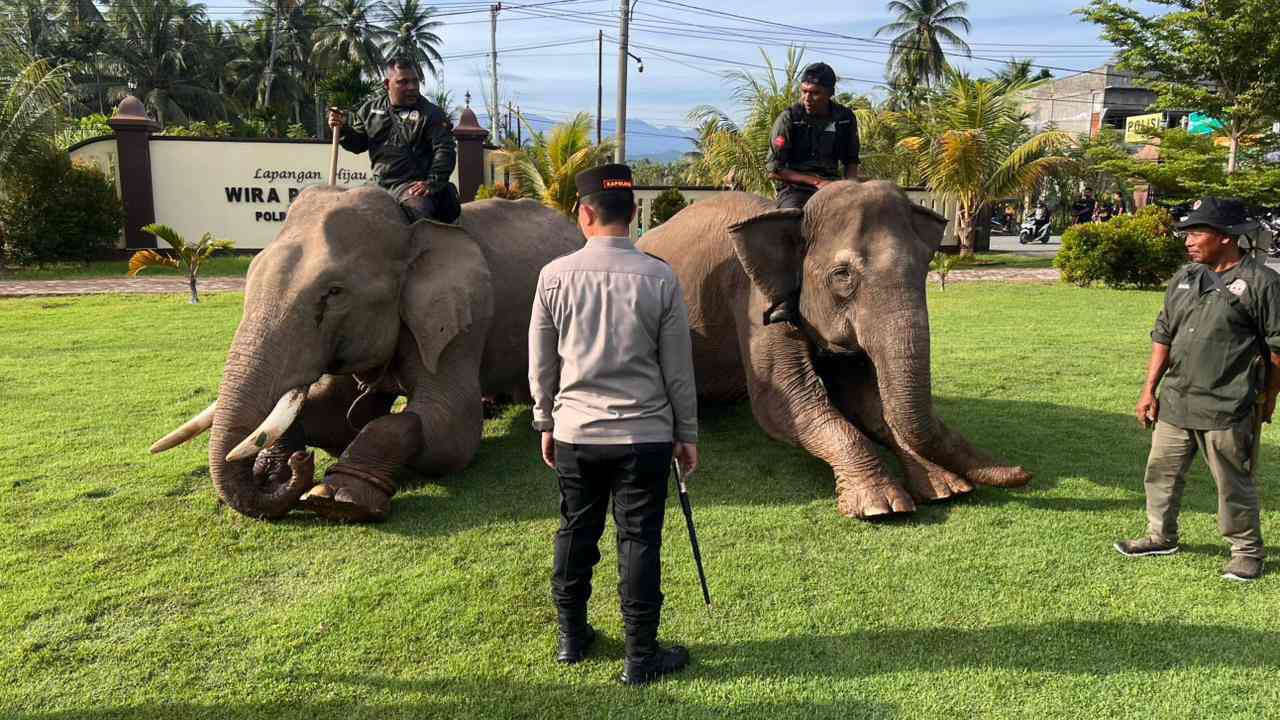 Sinergi Polri dan BKSDA : Gajah Dikerahkan Bersihkan Material Banjir di Pidie Jaya