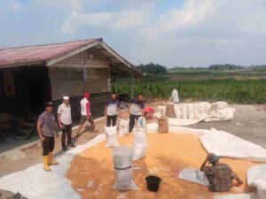 Polres Batu Bara Salurkan 36 Ton Jagung ke Bulog, Upaya Stabilkan Harga dan Dukung Petani